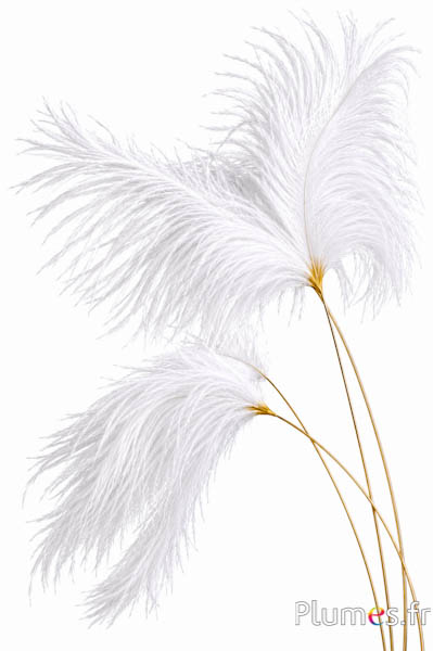 Panicule struzzo calamo dorato - 30-40 cm - bianco-crema